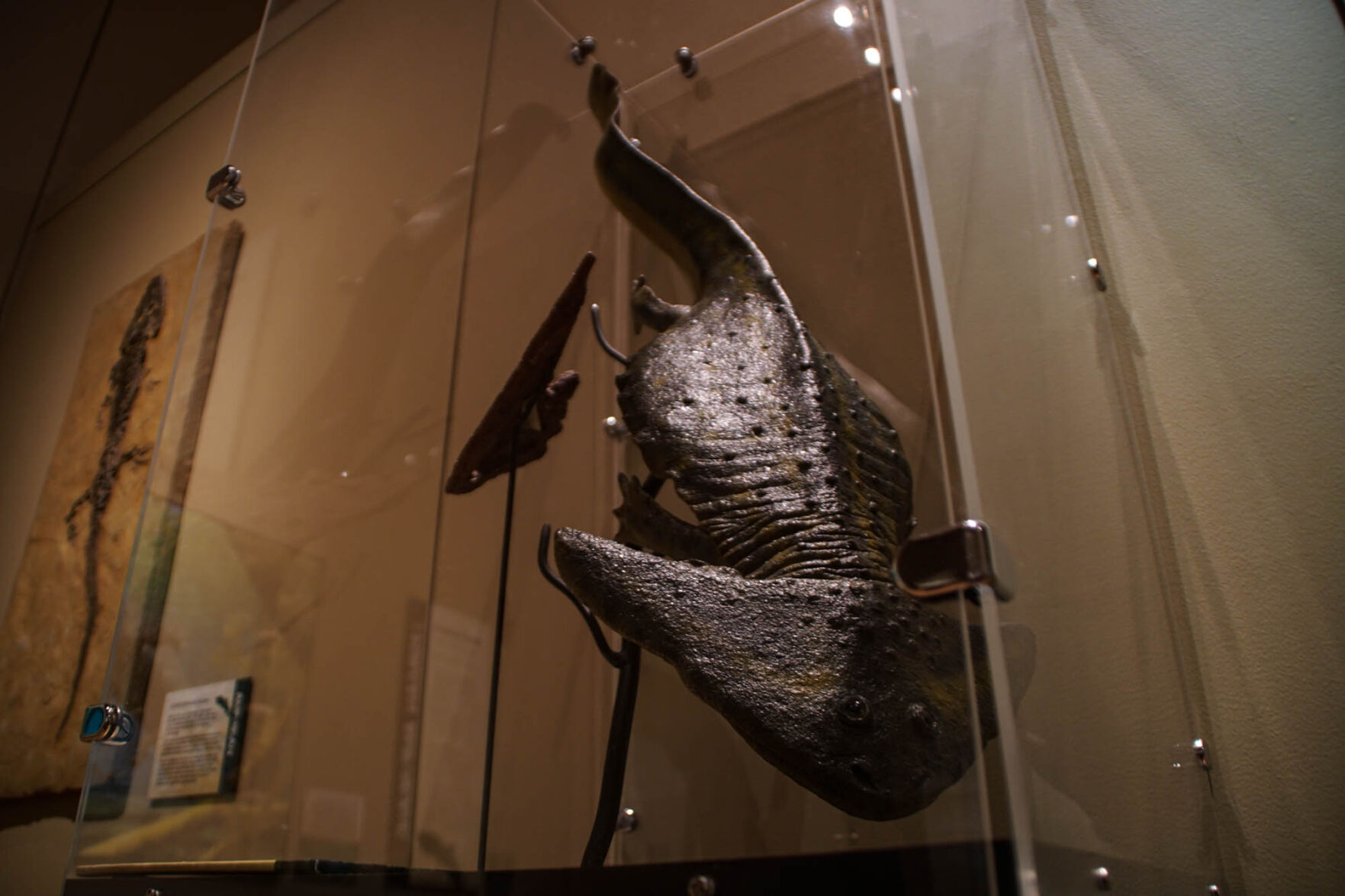 Replica